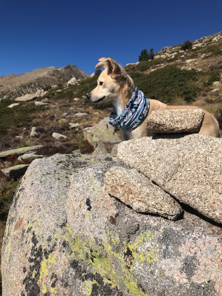 Perro en la montaña en la cerdanya